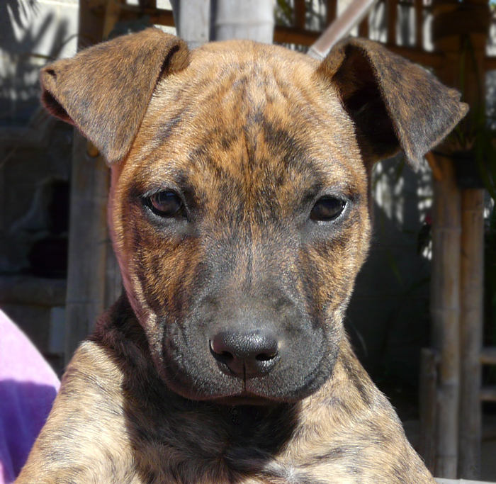 Brindle lab deals shepherd mix